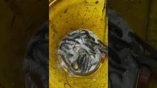 Best Asian Fishing Eel Video #Short