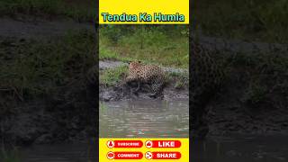 Tendua ka humla #animals #wildanimal #shortsviral