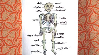 Skeleton System Diagram Easy Step by Step ll How to Draw Skeleton System ll कंकाल तन्त्र का चित्र