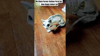 Mr.Black Rescue Black Halloween  Cat Former OutDoor Feral cat; Now Happy Indoor Cat #shorts #yt