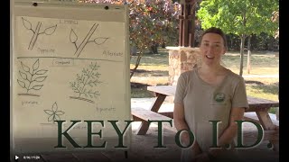 Identifying trees: Key to ID