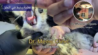 استخراج عظمة وخيط من حلق قطه بعيادة دكتور محمد كمال  - Dr. Meow Pets Clinic