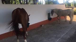 Comederos automáticos para caballos  Good Feeders