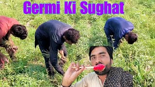 Onion🧅 ki harvesting krwai Aj