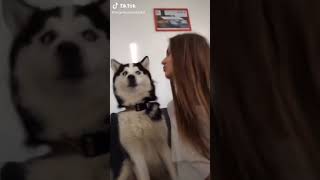 Don't Kiss Me #shorts #cute #dog #husky #kiss