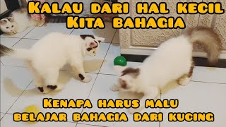 kucing lucu main bola,#cat #kucinglucu #catlover