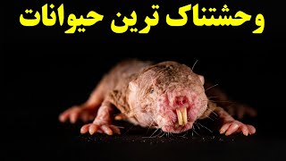 زشت‌ترین حیوانات روی زمین که تا به حال ندیده‌اید