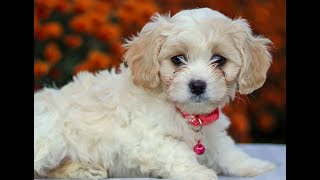 Cavachon Puppies for Sale