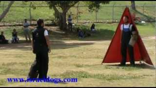 Flash (Sky) Perle de Tourbière - vpg1 (schutzhund/IPO) trial