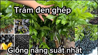 Giống trám đen ghép kinh tế hiện nay, vừa thu quả, vừa thu gỗ đem lại hiệu quả cao