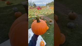 Pumpkin 🎃 Patch and Richmond Country Farms #pumpkinpatch