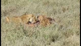 lion and hyena eat warthog