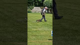 Falconry display at Dunrobin Castle  #FalconryDisplay #Travel #Scotland #BirdsOfPrey