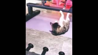 Cat’s going crazy on protein 🥺👍🔔#subscribemychannel