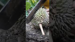 vlog kampung halaman | mengupas durian liar dihutan