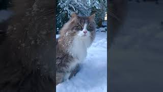 Bella astonishing Sees Heavy Snow Fall #bella