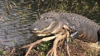 ALLIGATORS ESCAPE DURING FLOOD IN CHINA | Learn Chinese Now