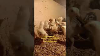 DOC AYAM AKY - Ayam Kampung Yudistira @aryochickenfarm679 #ayamkampungyudistira #aky #yudistira