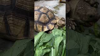 Kura sulcata monster kiku sedang makan dengan lahap part 18 #shorts #animals