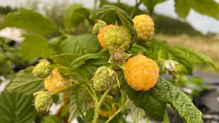 Представяне на Целогодишни малини “Ал Голд” - Presentation of Everbearer Raspberries “All Gold”