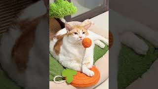 LOL Hilarious Cats Moments Try Not To Laugh Funny Cats Shorts Videos 😺🤣🤣 -EPS1144 #hilariouspets