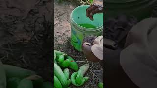 देसी खीरा 👍 | #shorts #tranding #village #vegetables #ytshorts #amritkushvanshi