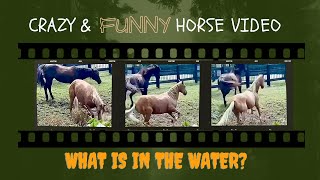 😳 HORSES SCARED ~ of this little guy 🤔 What could be in the water? #horse 🐎 #shorts