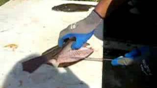 flounder fillet