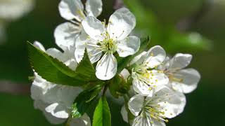 Cherry Blossoms