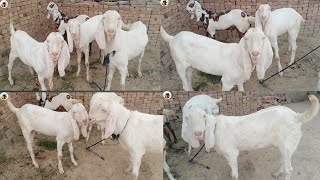 Rajanpuri Haveweight Goats ||Beautiful Animals