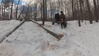 Oak Thinning with Percheron Horses #horselogging