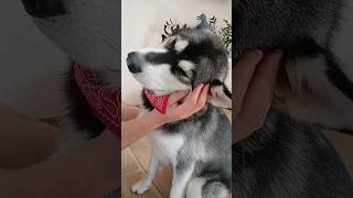 Daddy's girl🥰😊 #cute #dog #shorts #viralshort #subscribe #funny #video #alaskanmalamute #doglover