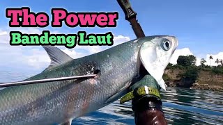 Spearfishing Hunting In Deep Water And Strong Currents | Giant Travelly | Bandeng Laut