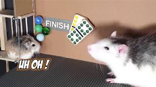 Major hamster vs dominoes marbles amazing chain reactions 6U8JhRK2Lp0 1080p 🐔🐼🐹🤸‍♂️😷😆😜😆