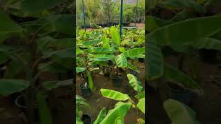 Plants lovers will comment on this video