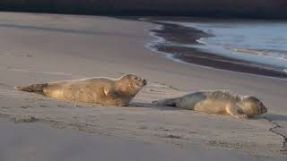 twee zeehonden