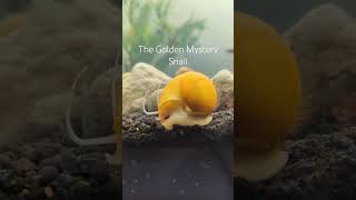 Beautiful Golden Mystery Snail joins the cleanup crew #aquarium #snail #snails