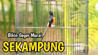 PANCINGAN MURAI BATU GACOR AMPUH BUAT PANCINGAN MURAI BATU AGAR BUNYI CEPAT BONGKAR MATERI