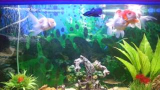 Fish keeper's aquarium guide DIY