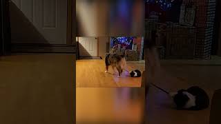 Dog drags string for cat #shorts