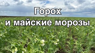 Горох, засуха весной, первый цвет и морозы в мае в Крыму 2024