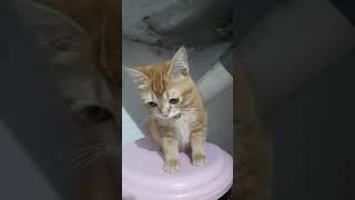 Adul Si Kucing Oren Lucu