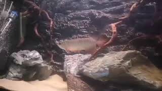 Arrowana and gar live feeding