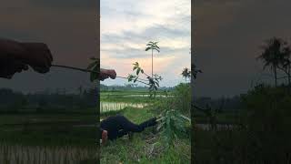 Ngebolang ngemikat kutilang #burungkutilangpikat #shortvideo