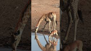 Springbok and Giraffe drinking water at Etosha National Park.