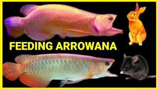 Best Top5 Arrowana Feeding Challenges/Best Scenes Of Arrowana Feeding With huge creatures#viralvideo