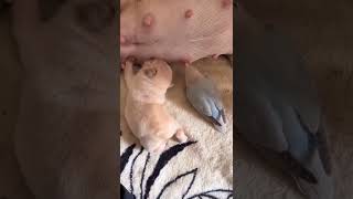 🐦 चिड़िया कुत्ता 🐕🍼 का दूध पी रहा है#animals #short #shortsfeed #trending #viral #youtubeshorts #dog