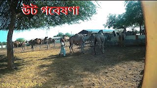 Camel Research Centre -Bikaner Rajasthan ।। উট গবেষণা কেন্দ্র -বিকানীর