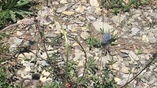 アドニスヒメシジミPolyommatus bellargus (Adonis Blue) 2024/06/26 Lac d'Estenc France