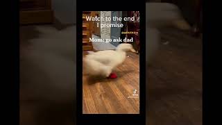 Duck going back and forth #lol #funny #cool #jumpscare #cool #duck